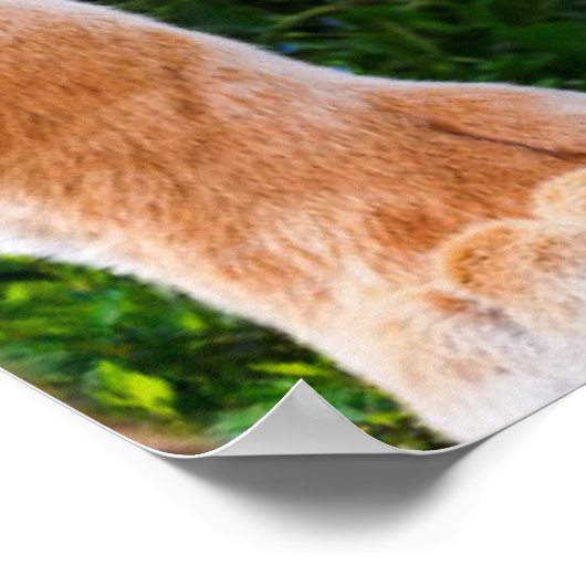 Tiger Cub Poster (Ecke)