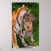 Tiger Cub Poster (Vorne)