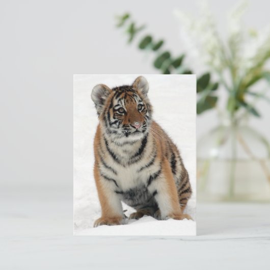 Tiger Cub Postkarte (Stehend Vorderseite)