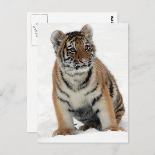 Tiger Cub Postkarte (Vorne/Hinten)