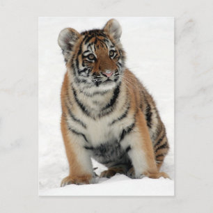 Tiger Cub Postkarte