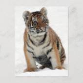 Tiger Cub Postkarte (Vorderseite)