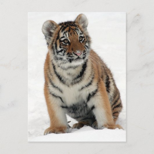Tiger Cub Postkarte (Vorderseite)
