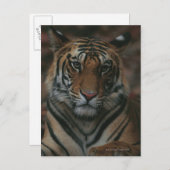 Tiger Cub Postkarte (Vorne/Hinten)
