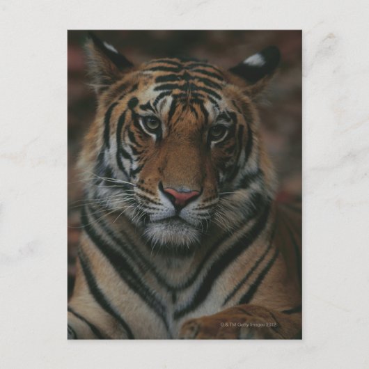 Tiger Cub Postkarte (Vorderseite)