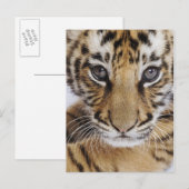 Tiger Cub Postkarte (Vorne/Hinten)