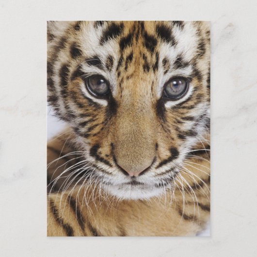 Tiger Cub Postkarte (Vorderseite)