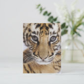 Tiger Cub Postkarte (Stehend Vorderseite)