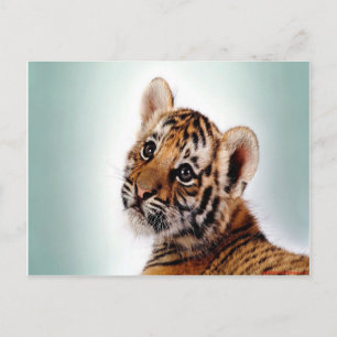 Tiger Cub Postkarte