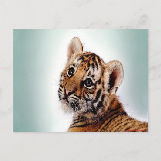 Tiger Cub Postkarte (Vorderseite)