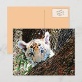 Tiger-CUB-Postkarte Postkarte (Vorne/Hinten)