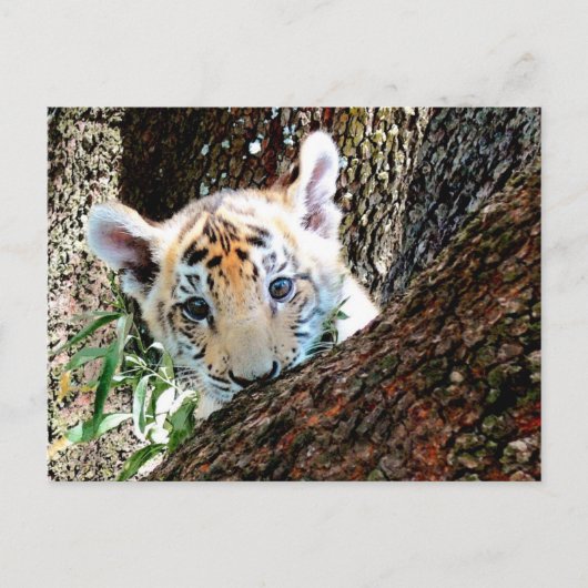 Tiger-CUB-Postkarte Postkarte (Vorderseite)