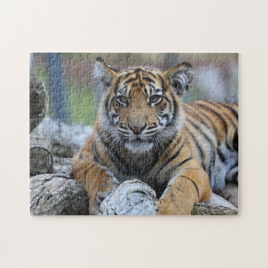 Tiger CUB Puzzle (Horizontal)