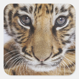 Tiger Cub Quadratischer Aufkleber
