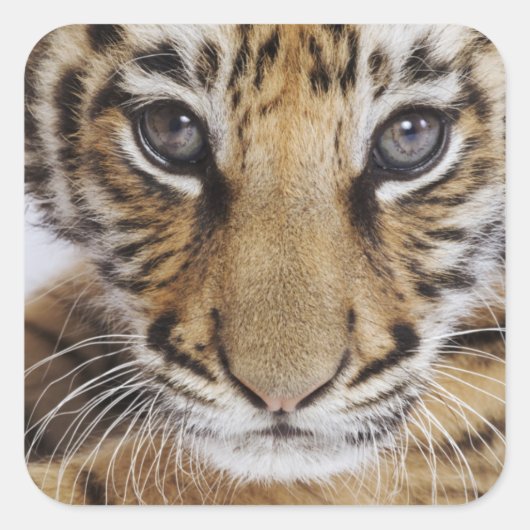 Tiger Cub Quadratischer Aufkleber (Vorderseite)