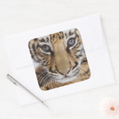 Tiger Cub Quadratischer Aufkleber (Umschlag)