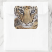 Tiger Cub Quadratischer Aufkleber (Tasche)