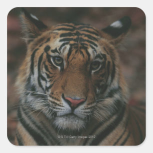 Tiger Cub Quadratischer Aufkleber