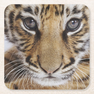 Tiger CUB Rechteckiger Pappuntersetzer