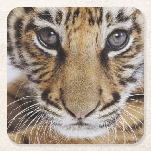Tiger CUB Rechteckiger Pappuntersetzer (Vorderseite)