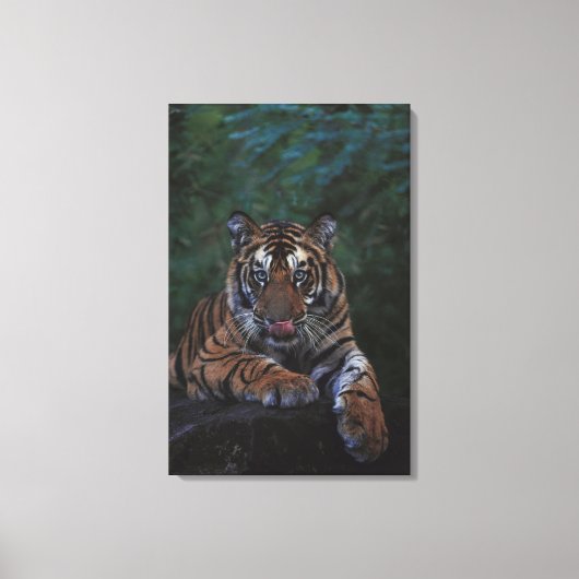 Tiger Cub Reclines on Rock Leinwanddruck (Vorderseite)