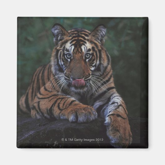 Tiger Cub Reclines on Rock Magnet (Vorne)