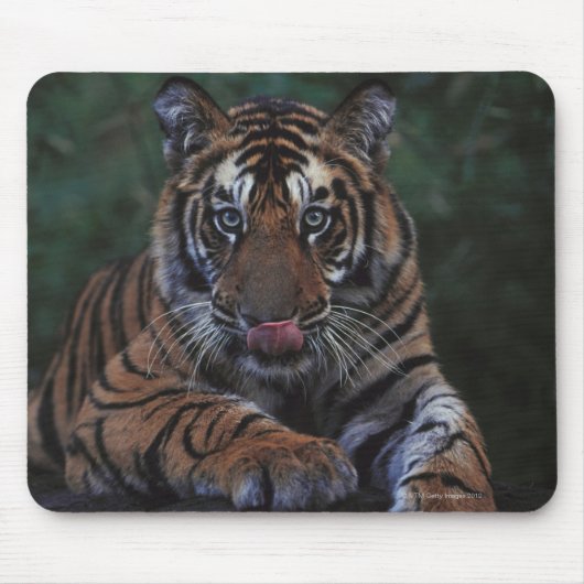 Tiger Cub Reclines on Rock Mousepad (Vorne)