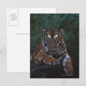 Tiger Cub Reclines on Rock Postkarte (Vorne/Hinten)