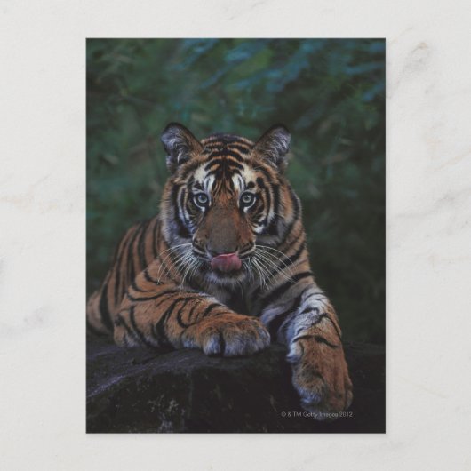 Tiger Cub Reclines on Rock Postkarte (Vorderseite)