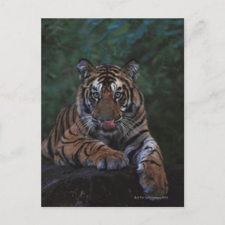 Tiger Cub Reclines on Rock Postkarte