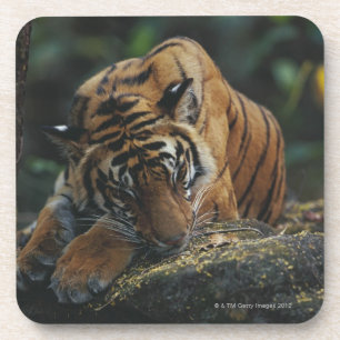 Tiger CUB schläft auf Felsen Untersetzer