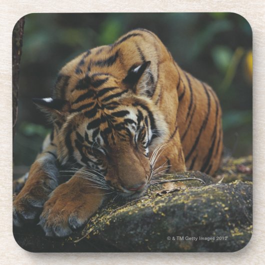 Tiger CUB schläft auf Felsen Untersetzer (Vorderseite)