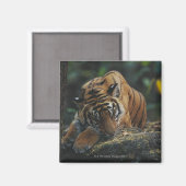 Tiger Cub schläft auf Rock Magnet (Vorderseite/Rückseite)
