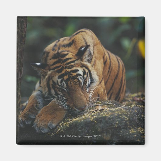 Tiger Cub schläft auf Rock Magnet (Vorne)