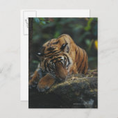 Tiger Cub schläft auf Rock Postkarte (Vorne/Hinten)