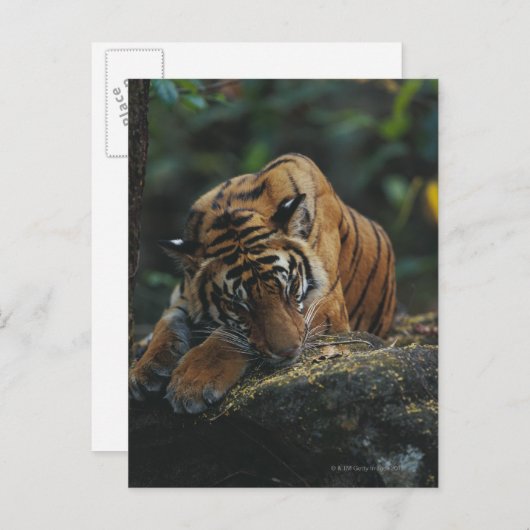 Tiger Cub schläft auf Rock Postkarte (Vorne/Hinten)