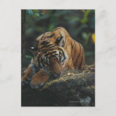 Tiger Cub schläft auf Rock Postkarte (Vorderseite)