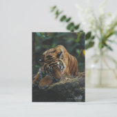 Tiger Cub schläft auf Rock Postkarte (Stehend Vorderseite)