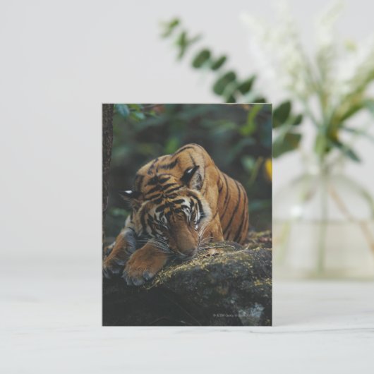 Tiger Cub schläft auf Rock Postkarte (Stehend Vorderseite)