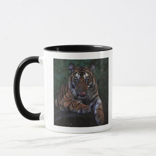 Tiger CUB stützt auf Felsen Tasse (Links)