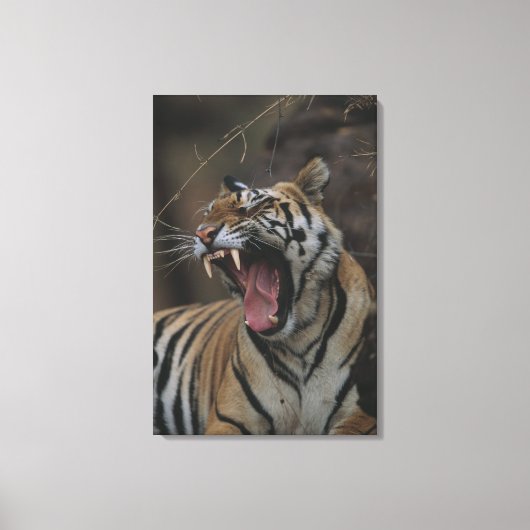 Tiger Cub Yawning Leinwanddruck (Vorderseite)