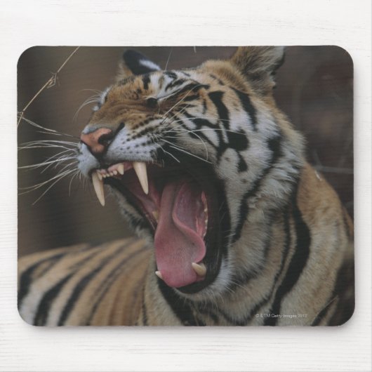 Tiger Cub Yawning Mousepad (Vorne)