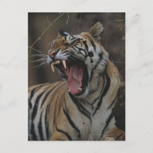 Tiger Cub Yawning Postkarte (Vorderseite)