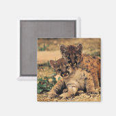 Tiger Cubs Magnet (Vorderseite/Rückseite)