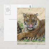 Tiger Cubs Postkarte (Vorne/Hinten)