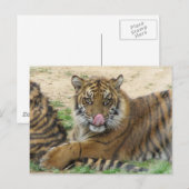 Tiger Cubs Postkarte (Vorne/Hinten)