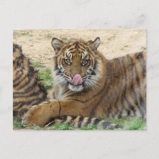 Tiger Cubs Postkarte (Vorderseite)