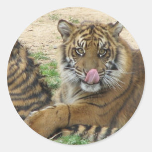 Tiger Cubs Sticker