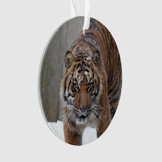 Tiger Damai Smithsonian | Sumatran Ornament (Vorderseite)