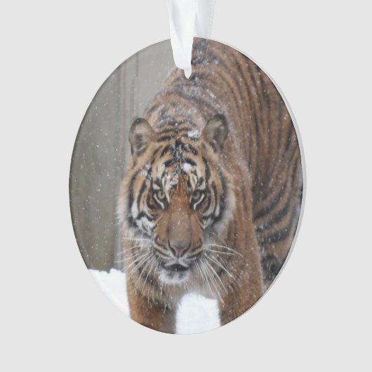 Tiger Damai Smithsonian | Sumatran Ornament (Vorderseite)